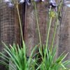 Agapanthus Blue