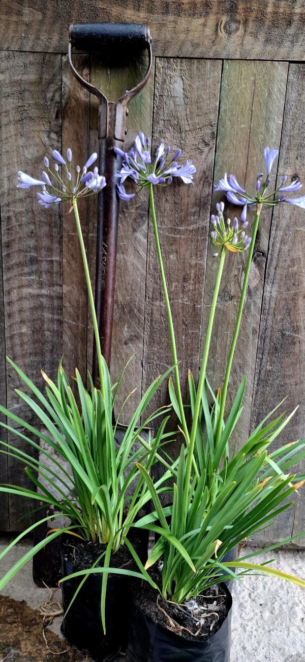Agapanthus Blue
