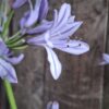 Agapanthus Blue