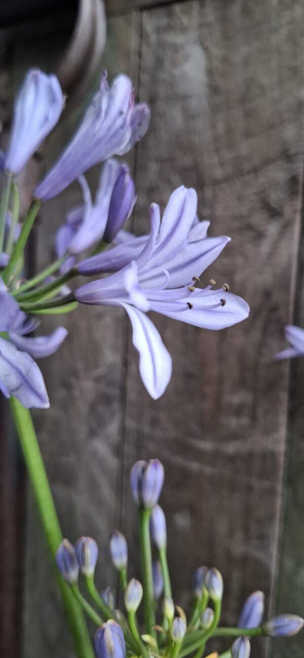 Agapanthus Blue