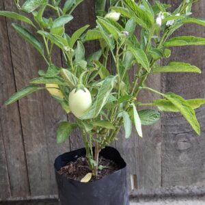 Pepino Melon