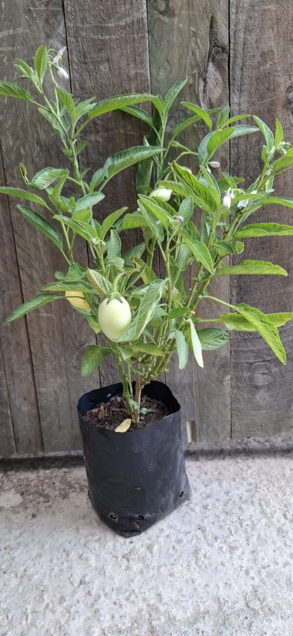 1000429023-scaled.jpg Pepino Melon