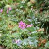1000429402.jpg Japanese Anemone Pink