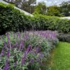 Salvia Leucantha Mexican Sage Dark Purple