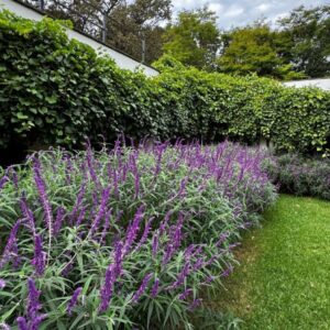 1000429572.jpg Salvia Leucantha Mexican Sage Dark Purple