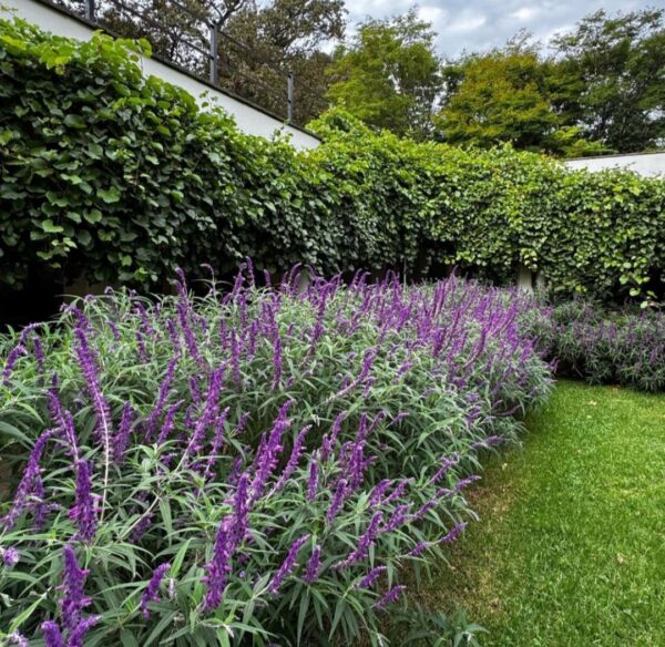 Salvia Leucantha Mexican Sage Dark Purple