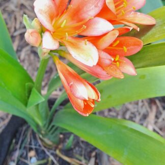 Clivia orange