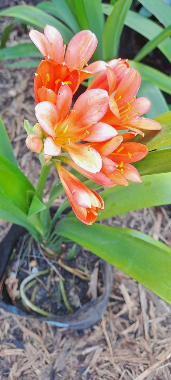 1000430384-scaled.jpg Clivia orange