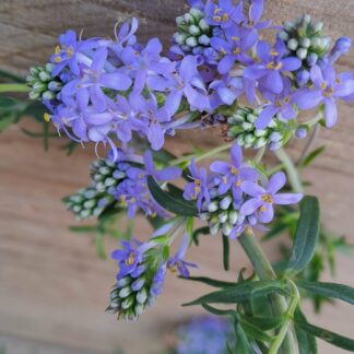 Selago Canescens 'Boozie Blue'