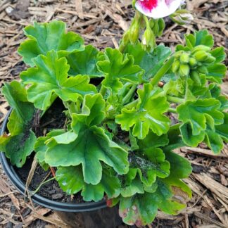 Pelargonium Kariba Pink Eye