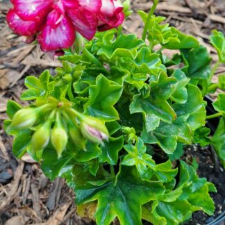 Pelargonium Peltatum Lollipop Burgundy