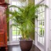 Areca Palm (12 cm)