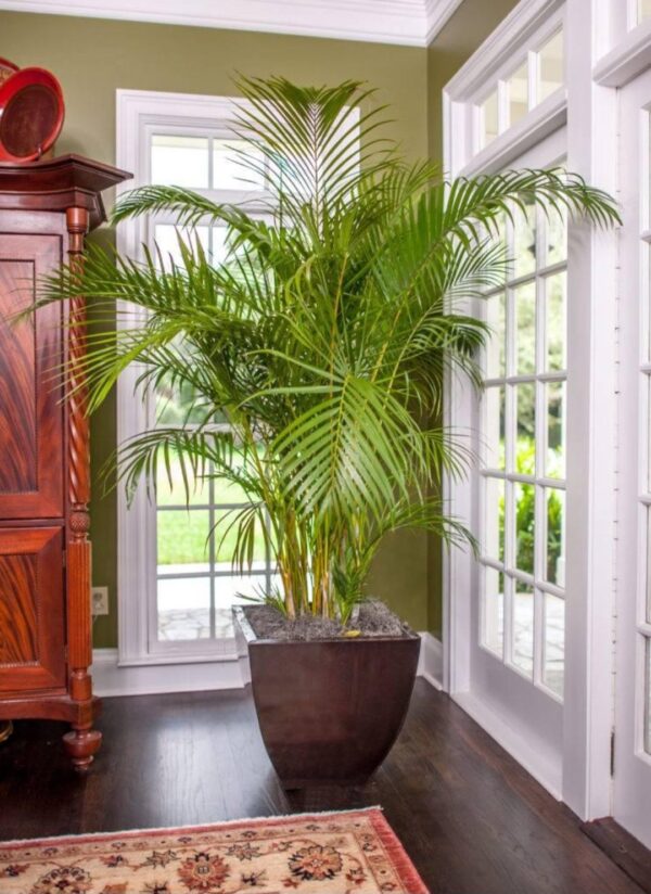 Areca Palm (12 cm)