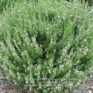 ROSMARINUS OFFICINALIS ALBUS  - White 17cm