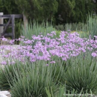 TULBAGHIA VIOLACEA Wild Garlic 2,5L