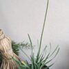 1000434236.jpg TULBAGHIA VIOLACEA Wild Garlic 2,5L