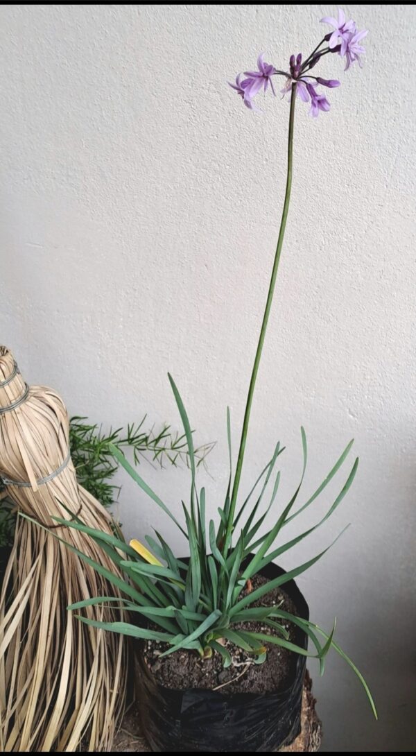 1000434236.jpg TULBAGHIA VIOLACEA Wild Garlic 2,5L