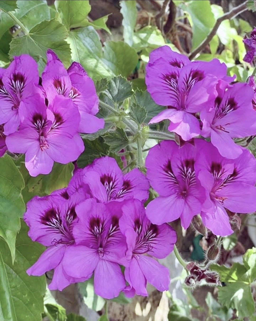PELARGONIUM CUCULLATUM Hooded Leaf Geranium 3L