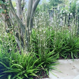 CHLOROPHYTUM BOWKERI Giant Chlorophytum 3L