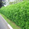 Viburnum Tinus Lucidum