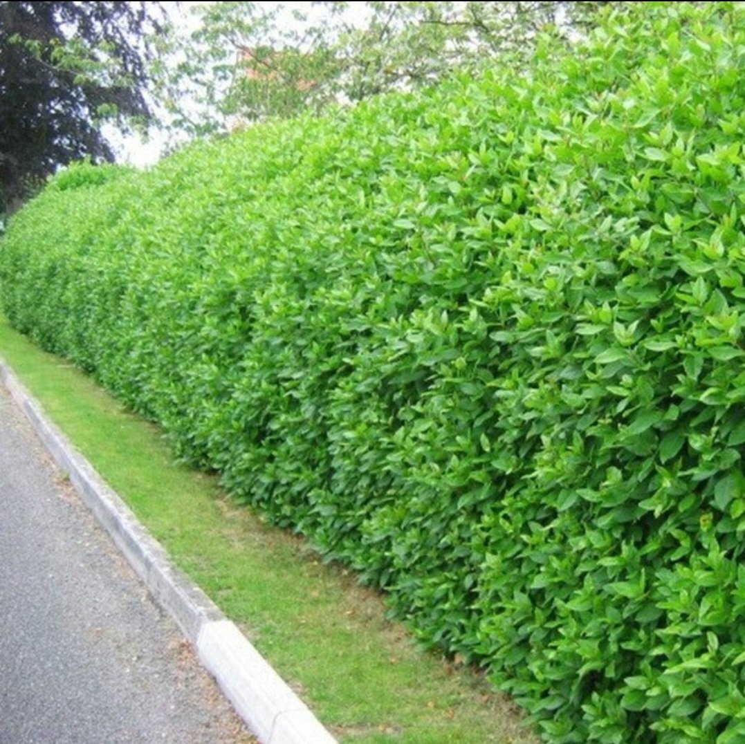 Viburnum Tinus Lucidum - Image 3