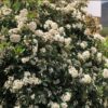 Viburnum Tinus Lucidum