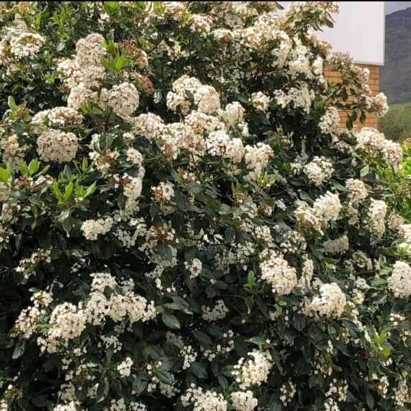Viburnum Tinus Lucidum