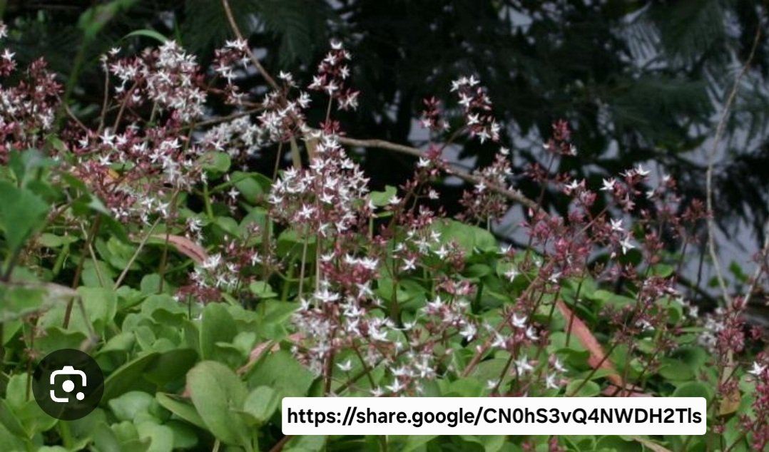 Crassula Multicava - Image 2