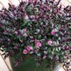 1000434590.jpg Hebe Speciosa Pink Princess