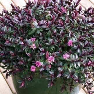 Hebe Speciosa Pink Princess