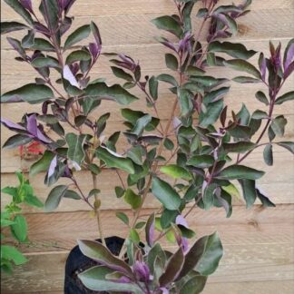 VITEX TRIFOLIA PURPUREA Arabian Lilac 4,5L