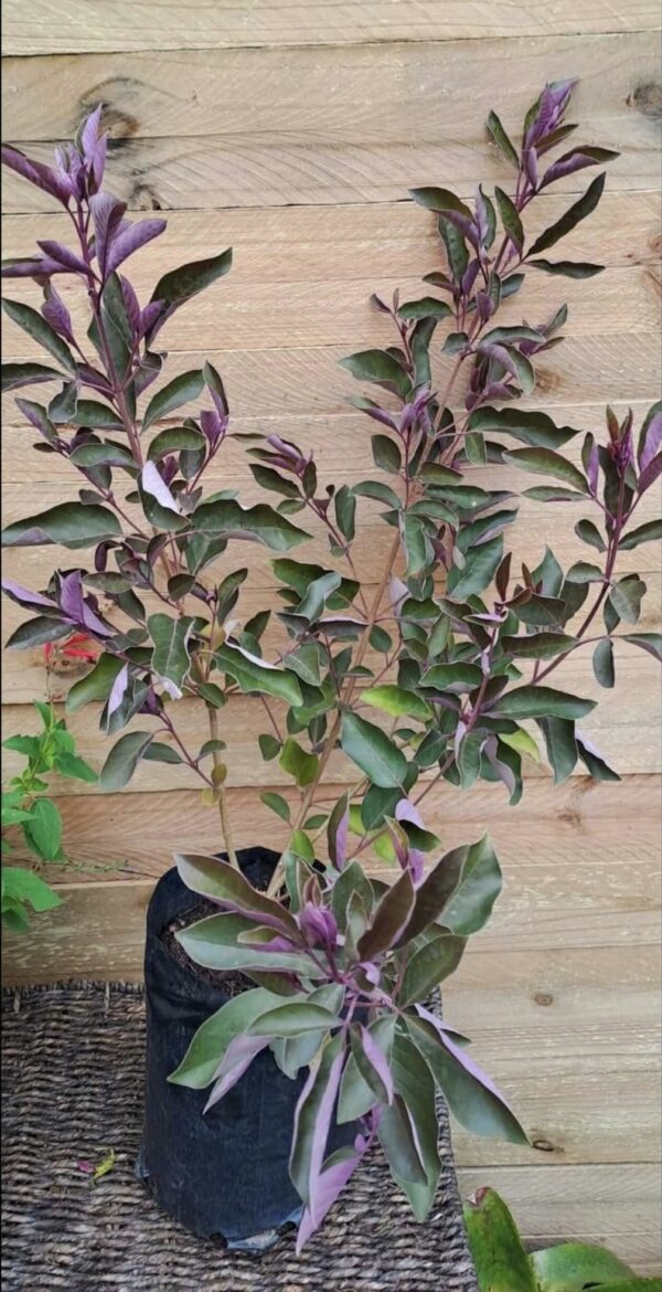 1000434625.jpg VITEX TRIFOLIA PURPUREA Arabian Lilac 4,5L