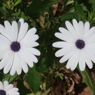 OSTEOSPERMUM CAULESCENS African Daisy - White 2.5L