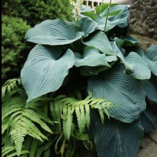 HOSTA Lakeside Maverick 3L