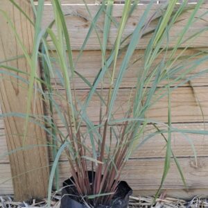 CYMBOPOGON CITRATUS Lemon Grass 2.5L