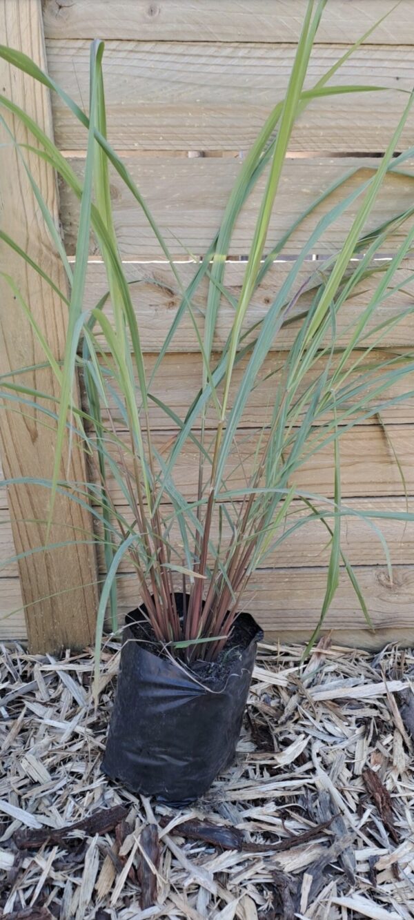 1000434725.jpg CYMBOPOGON CITRATUS Lemon Grass 2.5L