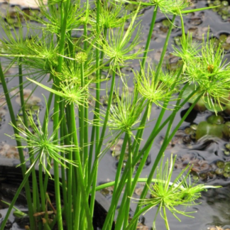 CYPERUS PROLIFER Miniature Papyrus 2.5L