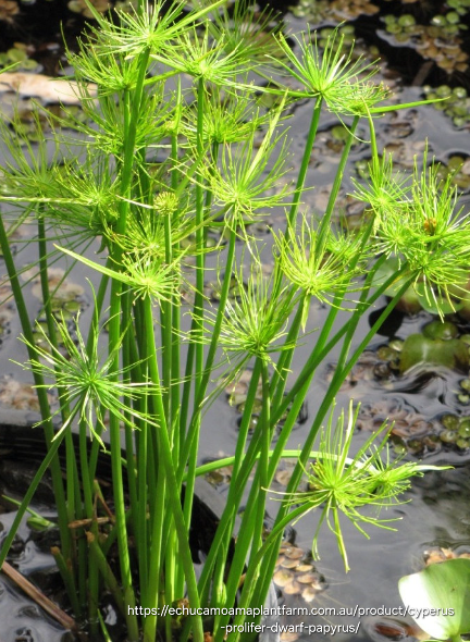 CYPERUS PROLIFER Miniature Papyrus 2.5L