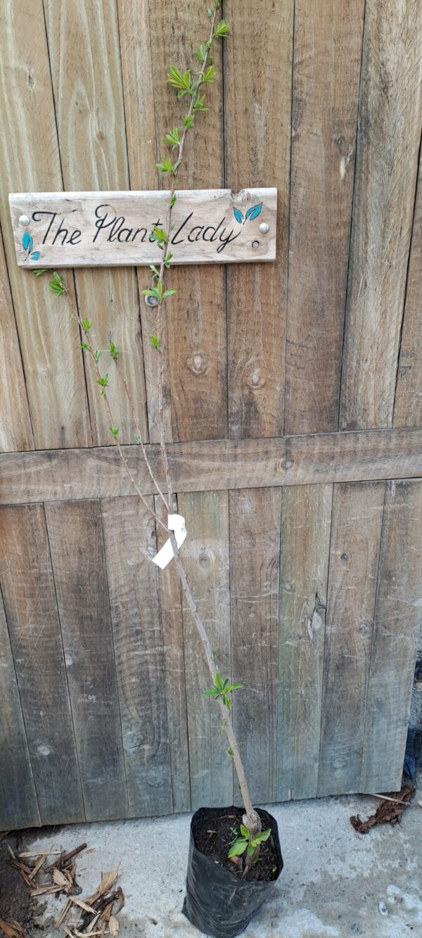 1000435360-scaled.jpg Harry Pickstone Plum
