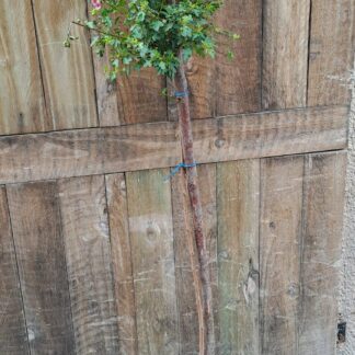 Anisodontea Standard