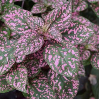 HYPOESTES PHYLLOSTACHYA Confetti Compact - Pink 14cm