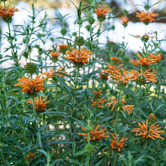 LEONOTIS LEONURUS Wild Dagga - Orange 3L