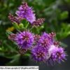 Hebe Speciosa "Wiri Joy"
