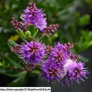 Hebe Speciosa "Wiri Joy"
