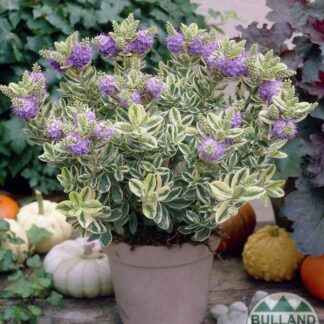 Hebe Speciosa Variegata