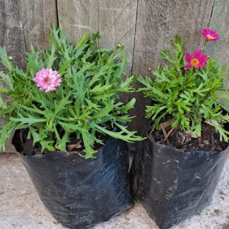 Argyranthemum Daisy mixed