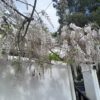 Pink & White Wisteria (10L)