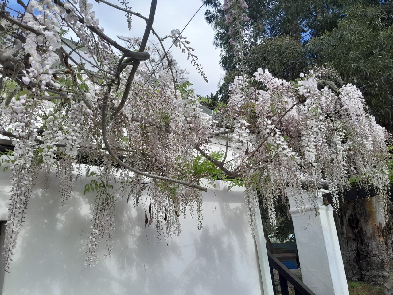 Pink & White Wisteria (10L) - Image 3