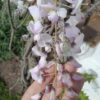 Pink & White Wisteria (10L)
