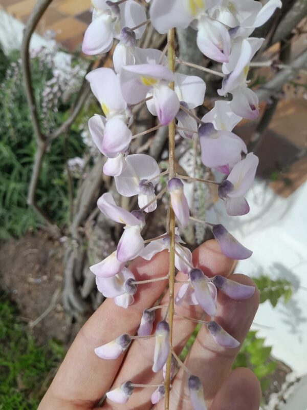 Pink & White Wisteria (10L)
